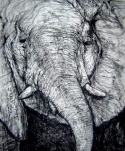 Elephant Head Pastel on paper 2003 50cmx60cm 